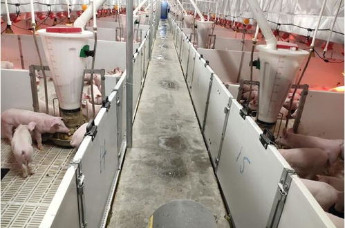 蘭西牧原14廠平山鎮(zhèn)項目進展順利，預計本月末投產(chǎn)